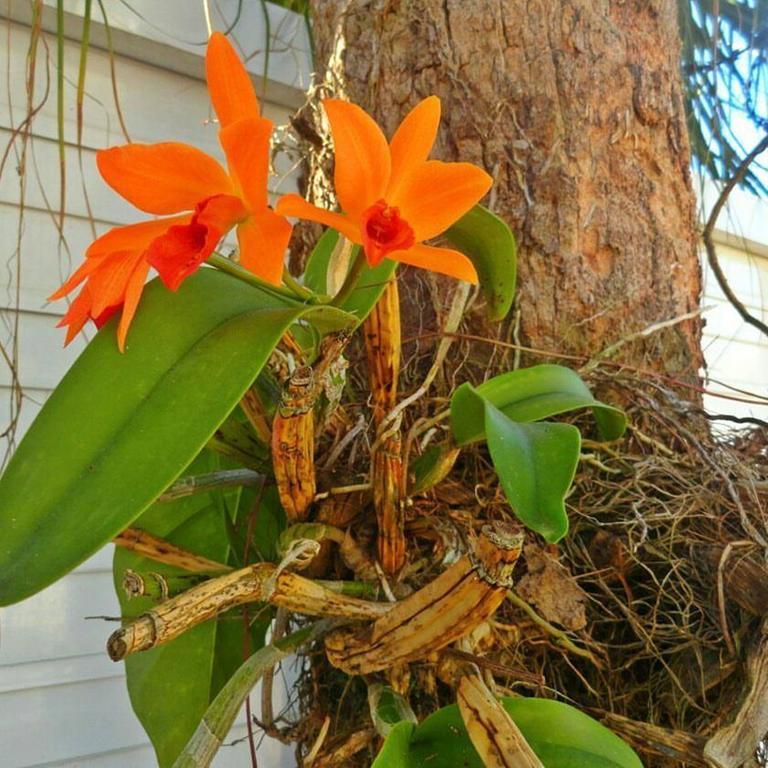 Pousada Orquideas Guarujá Exteriér fotografie