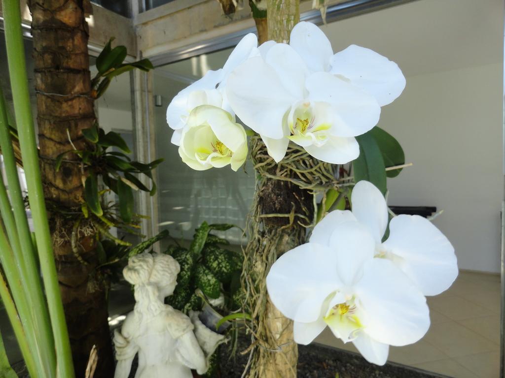 Pousada Orquideas Guarujá Exteriér fotografie